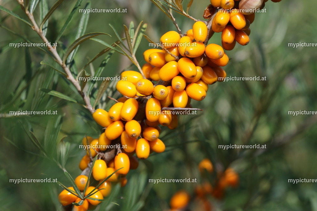 Sanddorn-007 | Das Bilderarchiv über Tiere, Planzen und Landschaften. In der Bilddatenbank finden Sie ein große Auswahl an hochwertigen Bilder für Ihre Werbung - Realisiert mit Pictrs.com