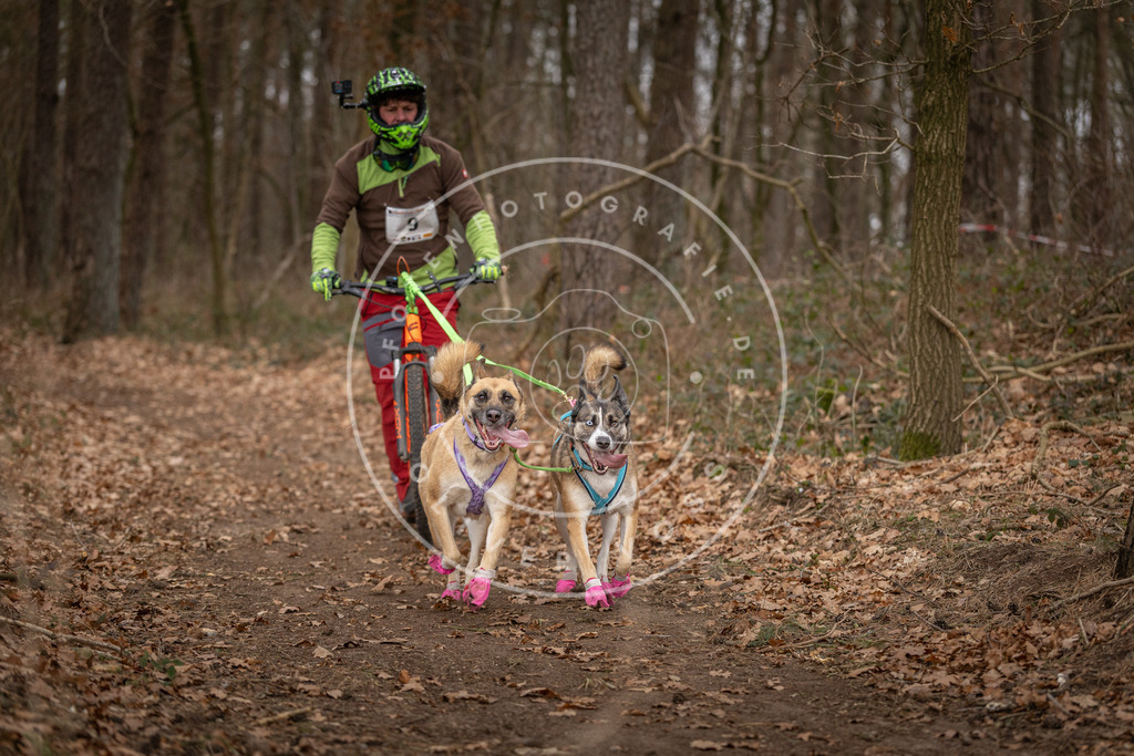 Pfotenfotografie_DV3A6710 | Hundefotografie, Tierfotograf, Pfotenfotografie, Fotoshooting Hund, Hunde Portrait, Hundesport, Hundeportraits, Heideshooting, Hunde, Sportfotograf, Hundefotograf, Turnierhundsport, THS,  - Realisiert mit Pictrs.com