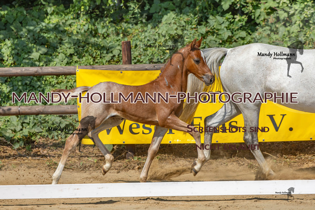 Ganderkesee-321 | mandyhollmannphotographie