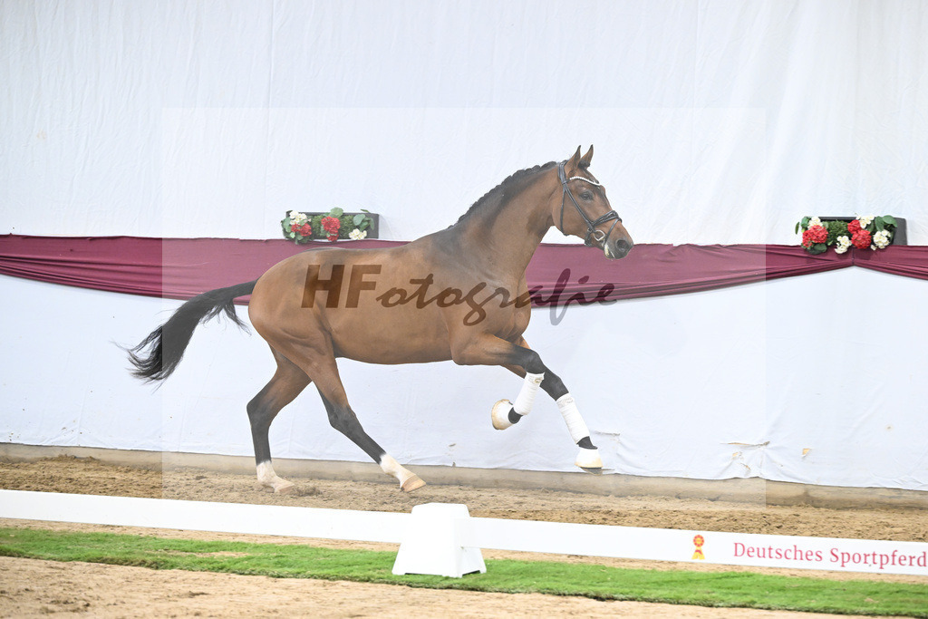 Kat-Nr. 116 Fusionist x Brentano II_Frederik Vekens_47253896 | hf-fotografie - Realisiert mit Pictrs.com