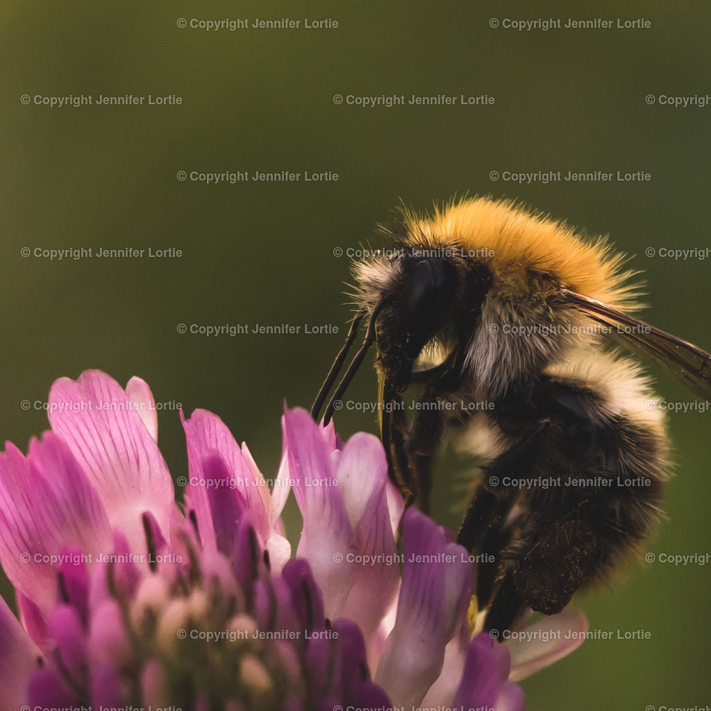 Ackerhummel an rotem Klee | Kreative Naturaufnahmen als hochwertige Druckprodukte kaufen. - Realisiert mit Pictrs.com