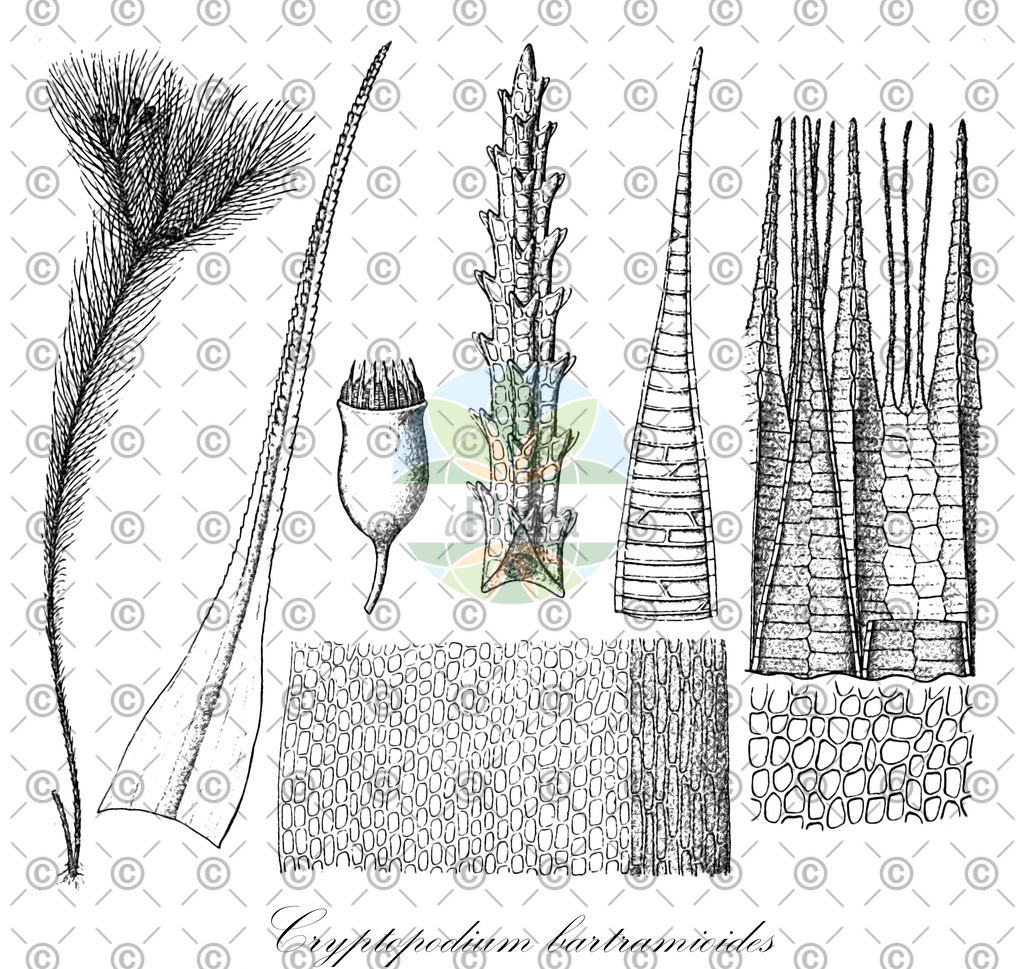 HistAbb_wfo-0000933355_1_ENZY_Simple | Historische Abbildung von Cryptopodium bartramioides - Calomniaceae | Historical Illustration of Cryptopodium bartramioides - Calomniaceae