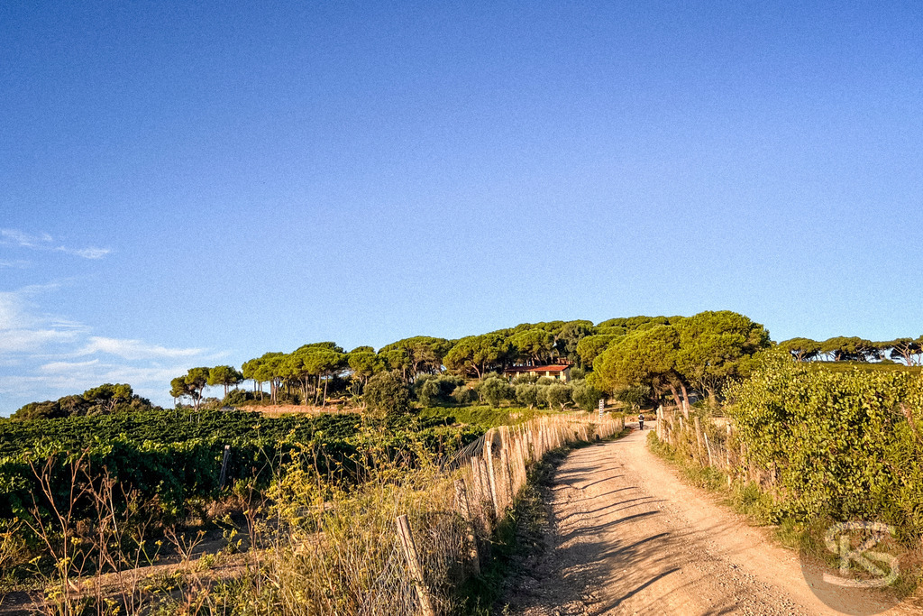Weg durch die Weinberge: Morgenlicht an der Tenuta delle Ripalte, Elba – Wandbild | Toskana-Feeling pur! Ein sonniger Schotterweg führt vorbei an grünen Weinbergen und einer markanten Pinienreihe auf dem Landgut Tenuta delle Ripalte an der Ostküste der Insel Elba. - Realisiert mit Pictrs.com