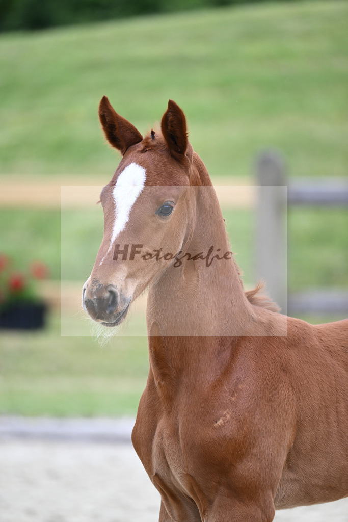 Kat-Nr. 40 HF DSP Feliciano_Eder_17230456 | hf-fotografie - Realizzato con Pictrs.com