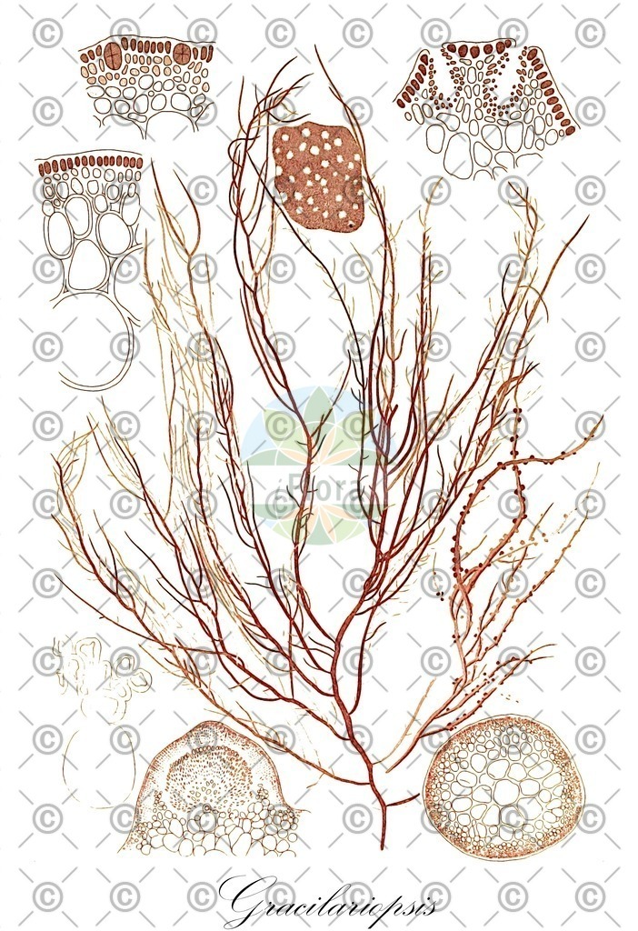 HistAbb_wfo-0000708421_1_ENZY_Simple | Historische Abbildung von Gracilariopsis - Gracilariaceae (0) | Historical Illustration of Gracilariopsis - Gracilariaceae (0)