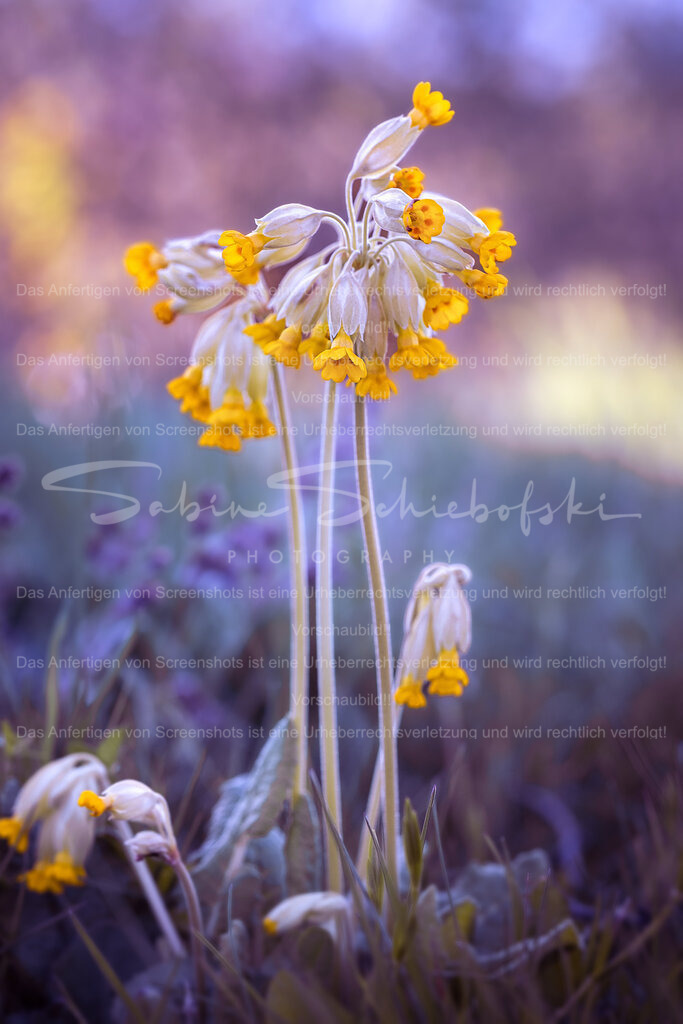 Schlüsselblumen | People- und Tierfotografie, Imageaufnahmen, Veranstaltungsfotografie und Wandbilder aus der Natur ★ Made in Germany ✔️ Druck + Downloads ✔️ Naturfotografie in Top Qualität ★ schneller Versand, weltweite Lieferung! - Realisiert mit Pictrs.com