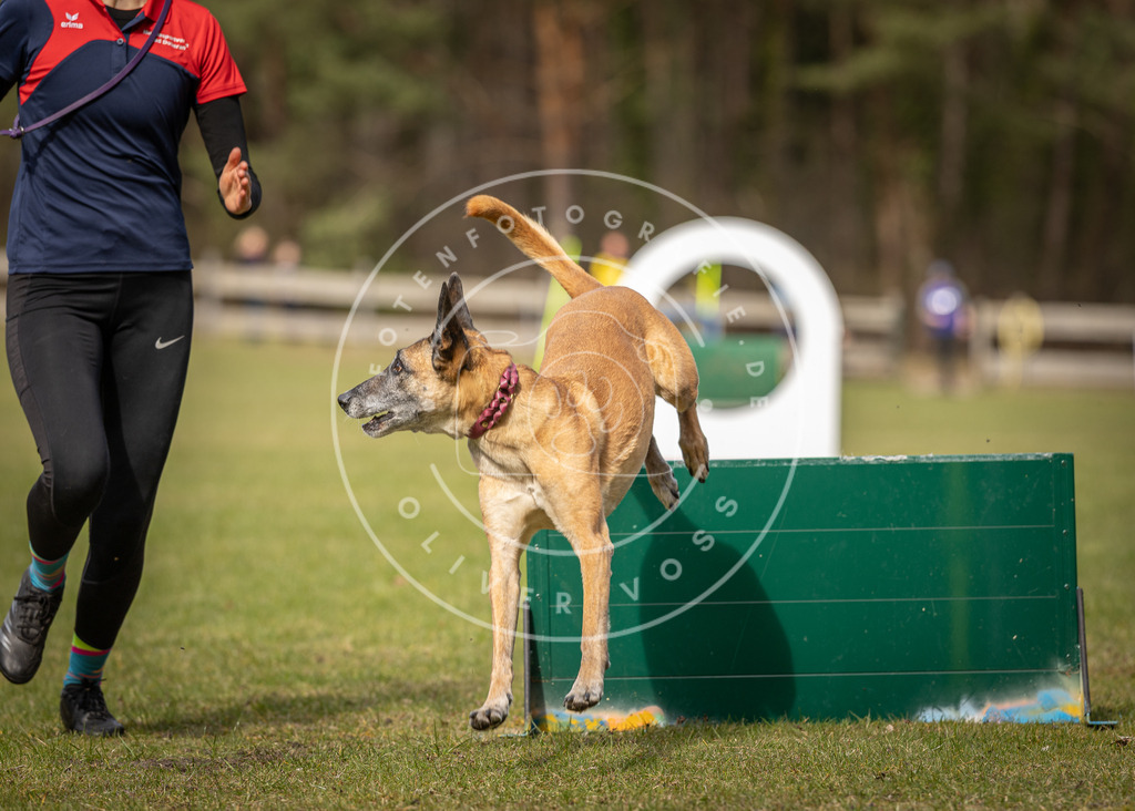 Pfotenfotografie_DV3A8507 | Hundefotografie, Tierfotograf, Pfotenfotografie, Fotoshooting Hund, Hunde Portrait, Hundesport, Hundeportraits, Heideshooting, Hunde, Sportfotograf, Hundefotograf, Turnierhundsport, THS,  - Realisiert mit Pictrs.com