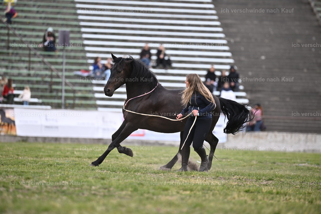 PI26_Show_Sara_Landvogt_226_0993.JPG | working equitationturnier fotograf videograf stoibphotography marixx film working equitation deutschland reitsport turnierfotografie eventfotografie equestrian events
