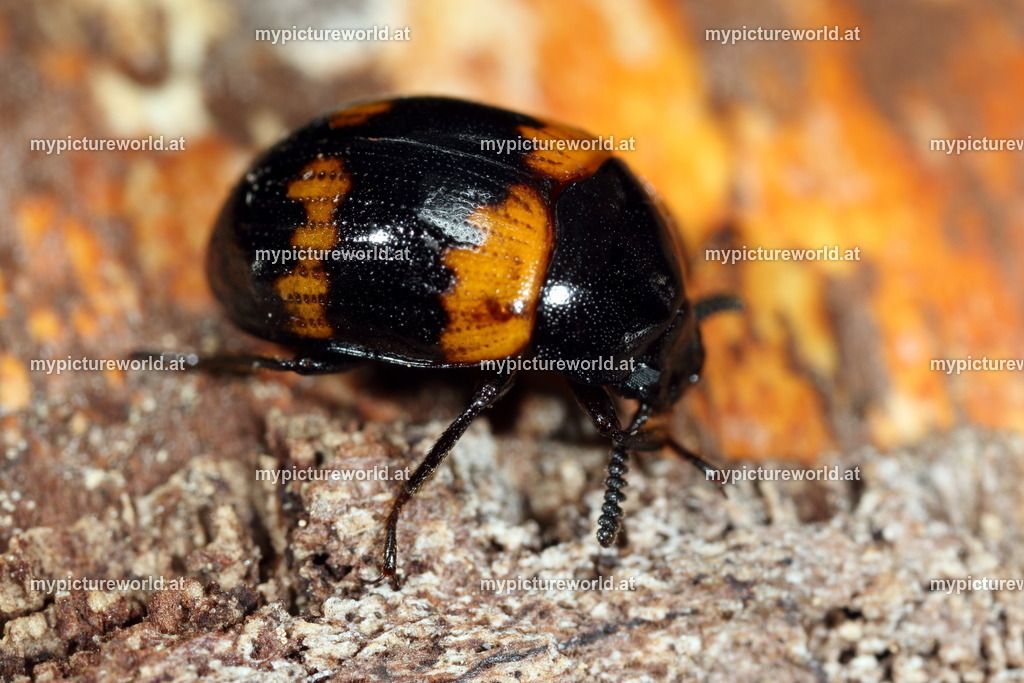 Diaperis boleti-001 | Das Bilderarchiv über Tiere, Planzen und Landschaften. In der Bilddatenbank finden Sie ein große Auswahl an hochwertigen Bilder für Ihre Werbung - Realisiert mit Pictrs.com