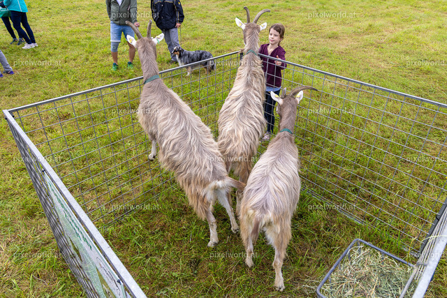 SchaZie Tag | Bildershop von pixelworld.at - Realisiert mit Pictrs.com