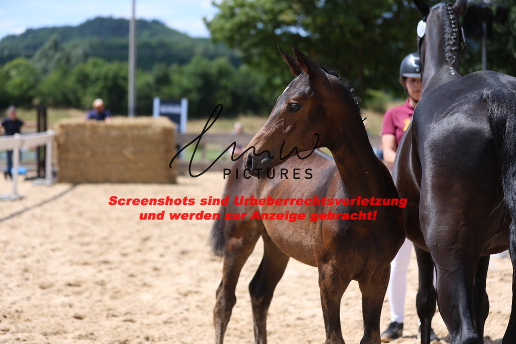 Fohlenschau_Schwäbisch_Hall_springbetonte_Fohlen_KN 29_14 | lmwpictures - Realisiert mit Pictrs.com