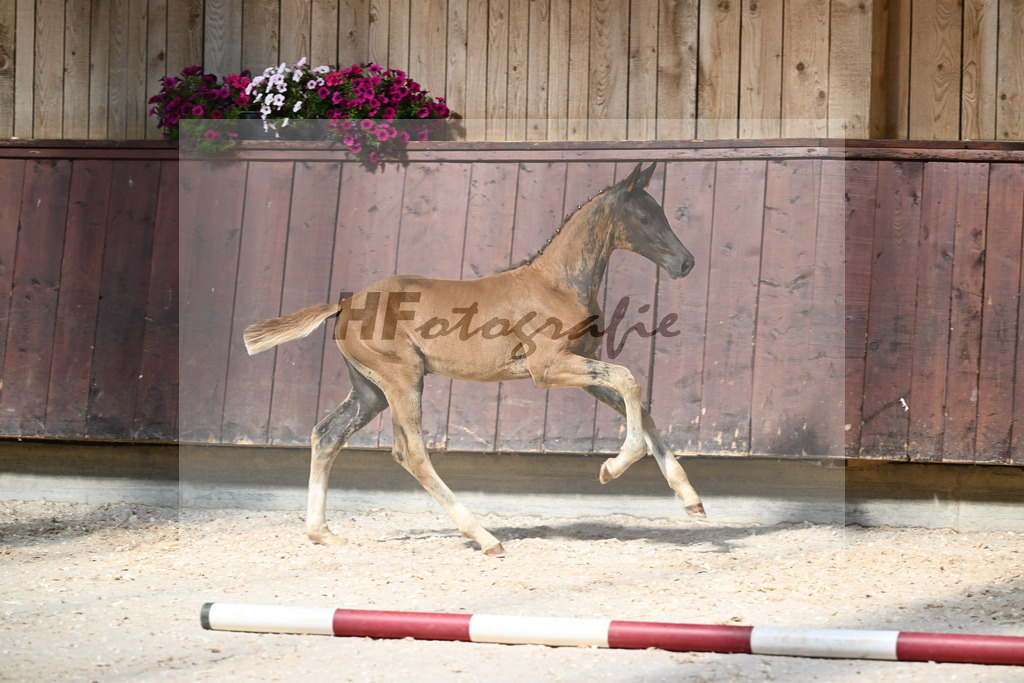 Kat-Nr. 24 SF Bon Esprit x Samico_Haarmann_32240115 | hf-fotografie - Realisiert mit Pictrs.com
