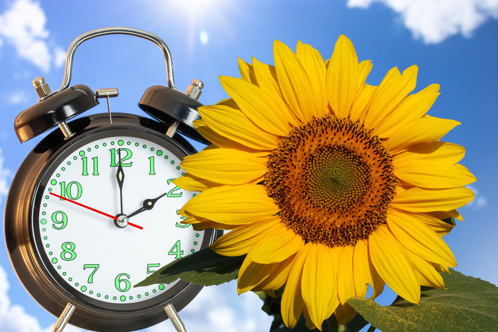 Zeitumstellung Sommerzeit: Ein Wecker und eine Sonnenblume als Symbol für die Sommerzeit | Symbolbild Zeitumstellung Sommerzeit: Nahaufnahme von einem Wecker und einer Sonnenblume vor einem blauen Himmel - Realisiert mit Pictrs.com