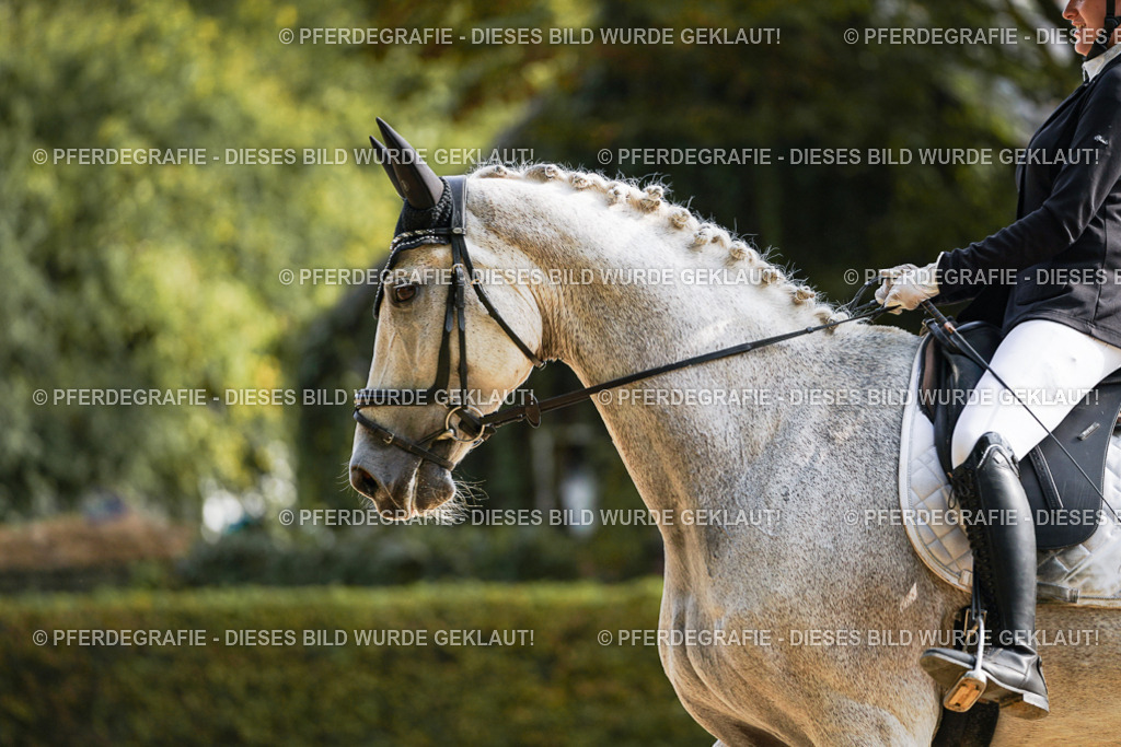 DSC04411 | Pferdegrafie