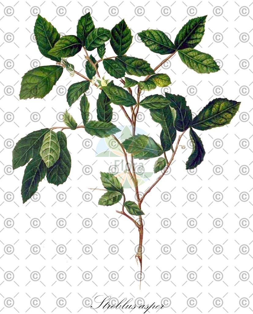 HistAbb_wfo-0001084937_1_ENZY_Simple | Historische Abbildung von Streblus asper - Moraceae | Historical Illustration of Streblus asper - Moraceae