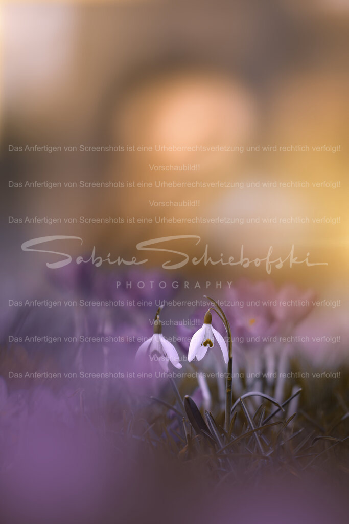 Im goldenen Licht des Frühlings | Zwei zarte Schneeglöckchen im warmen Abendlicht – umgeben von violetten Farbtönen und sanfter Unschärfe. Zwischen Winter und Neubeginn entsteht ein stiller Moment voller Hoffnung und Leichtigkeit. Ein Spiel aus Licht, Farbe und feiner Tiefe. - Realisiert mit Pictrs.com