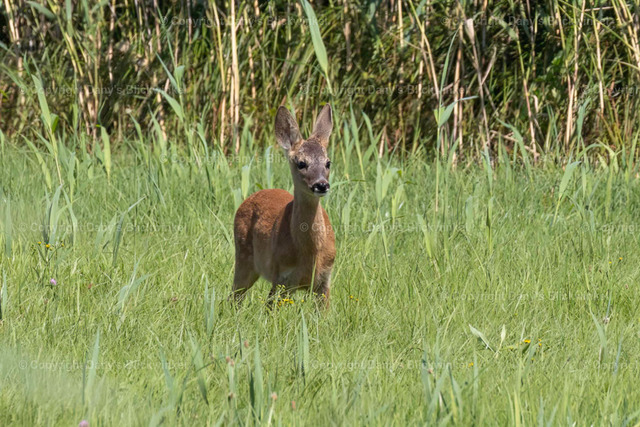 201712 | Tierfotografie, Tierkalender, Tierbilder, Insekten, Spinnen, Vögel, Schmetterling, Libellen, Leinwand, Colorkey, Qualität, Geschenkartikel, Geschenk - Realisiert mit Pictrs.com