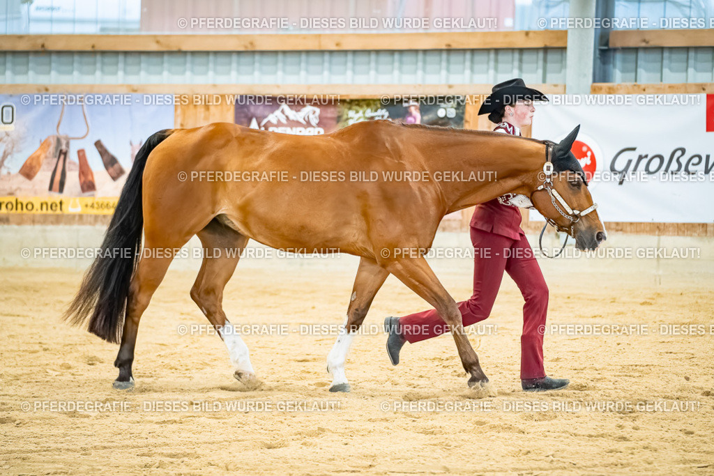 DSC09662 | Pferdegrafie