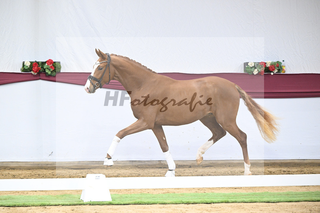 Kat-Nr. 24 Escanto PS x Feinrich_Tobias Sesselmann u Lea Dressel_47250761 | hf-fotografie - Realisiert mit Pictrs.com