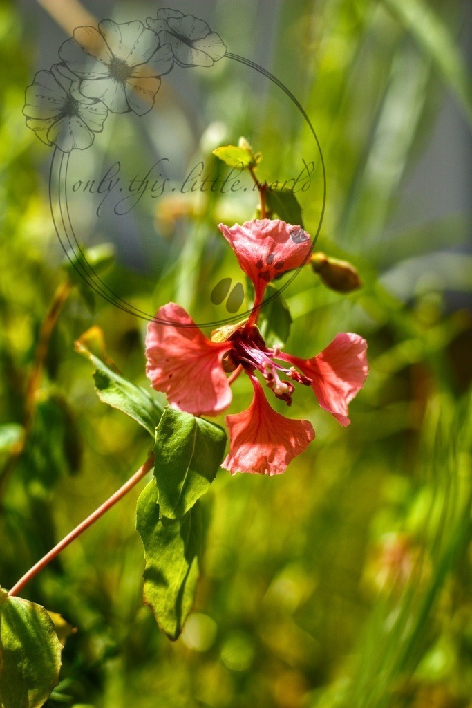 IMG_3324-02 | only.this.little.world - Realisiert mit Pictrs.com