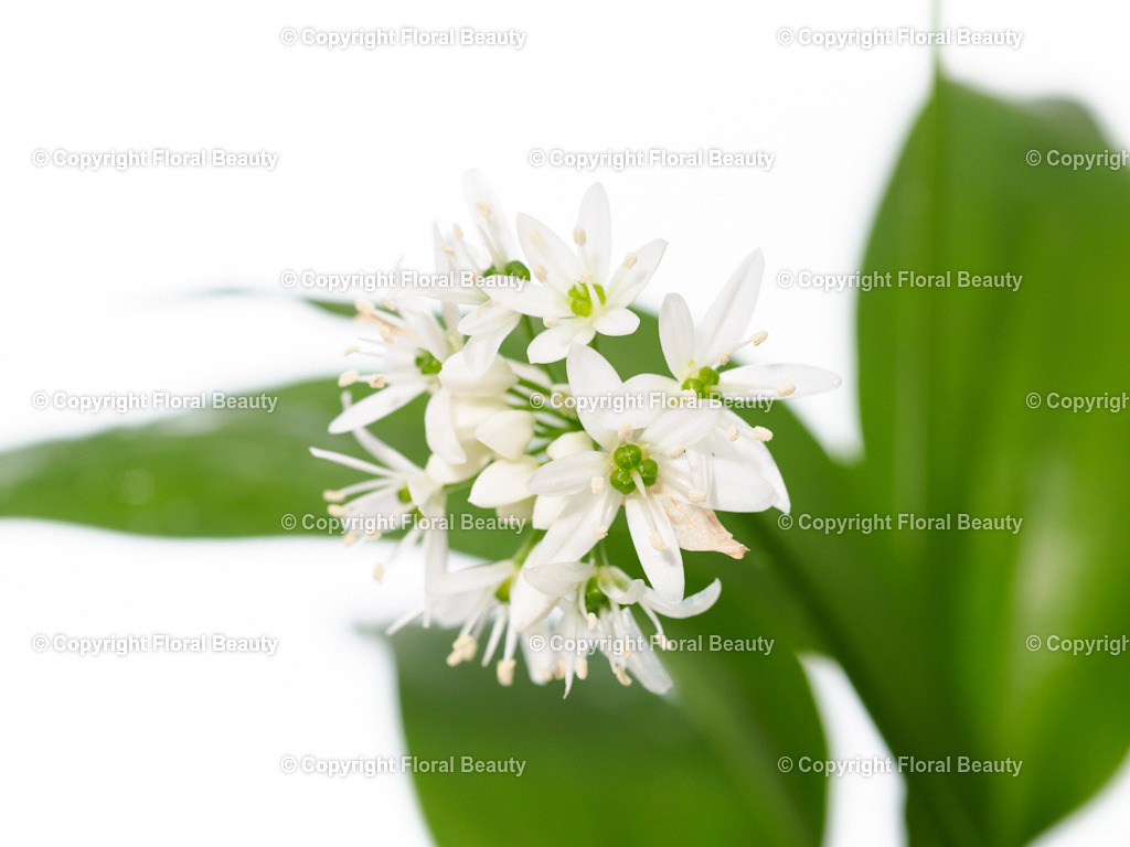 Blu-Allium-ursinum-183019-HS-25 | Onlineshop für hochwertige Wandbilder. Bei uns findet ihr selbstgestaltete Blumenmotive. Das perfekte Geschenk, als Praxisdeko oder die eigene Wohnung. Alle künstlerischen Blumenfotos sind auf Leinwand, FineArtPrint, Kunstdruck und vielem mehr zu erwerben - Realisiert mit Pictrs.com