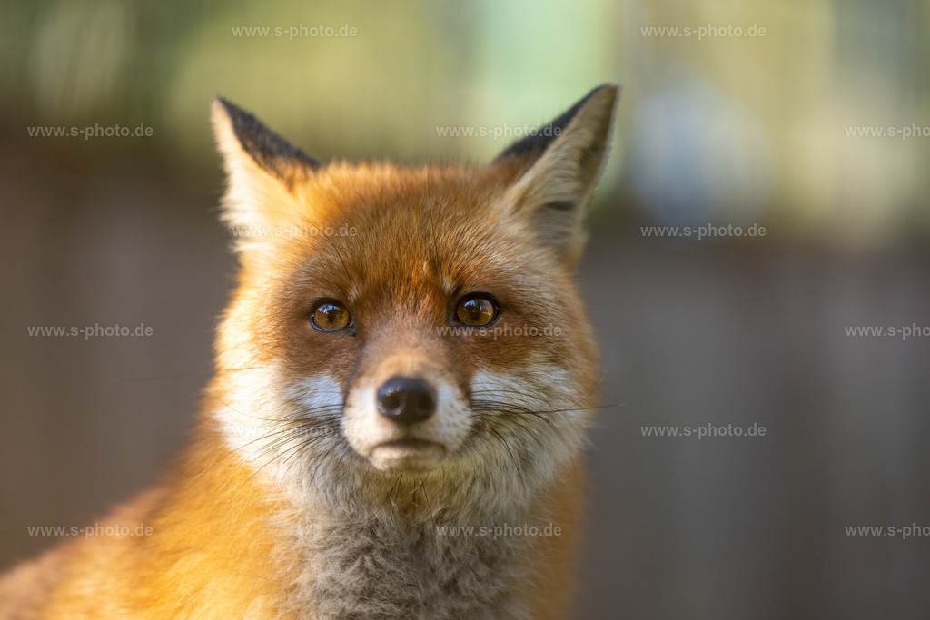 Rotfuchs | neugierig mit gelangweiltem Blick - Realisiert mit Pictrs.com