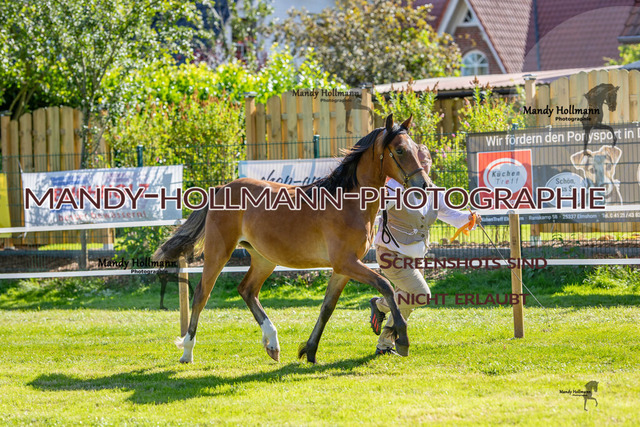 IG WELSH VM 2024-103 | mandyhollmannphotographie