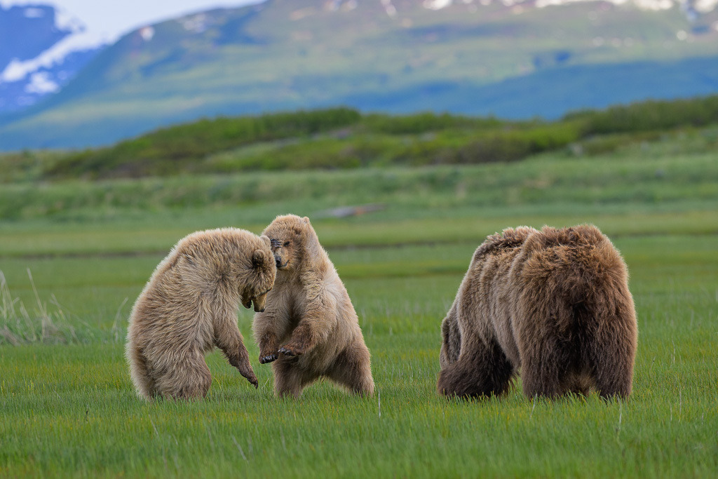 Alaska | Braunbären im Katmai National Park. - Realisiert mit Pictrs.com