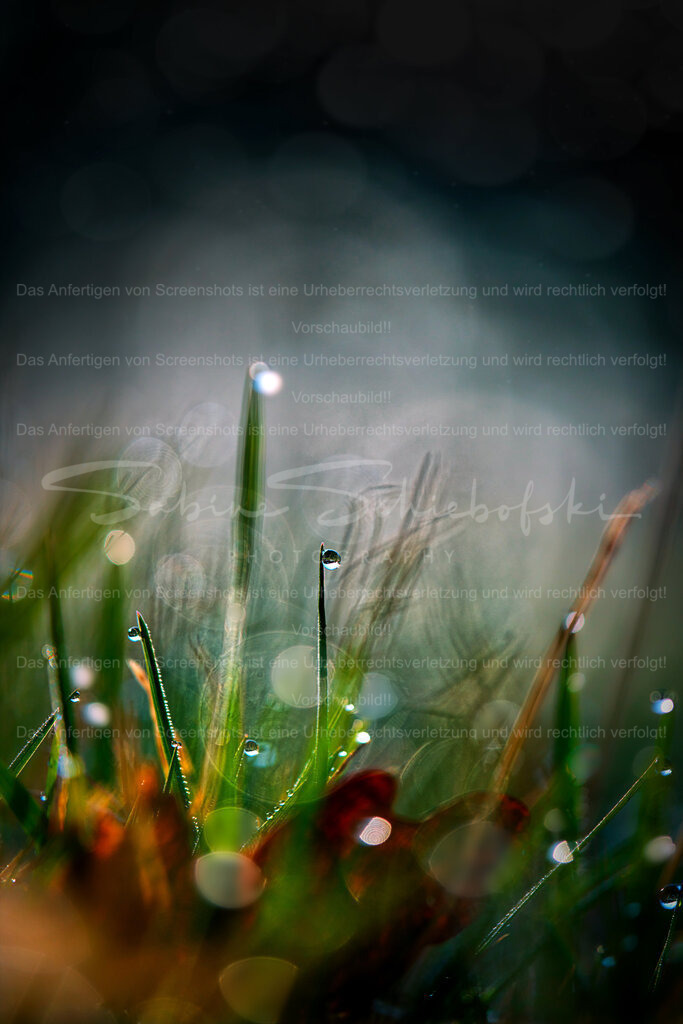 Wandbild "Morgenstimmung" | People- und Tierfotografie, Imageaufnahmen, Veranstaltungsfotografie und Wandbilder aus der Natur ★ Made in Germany ✔️ Druck + Downloads ✔️ Naturfotografie in Top Qualität ★ schneller Versand, weltweite Lieferung! - Realisiert mit Pictrs.com