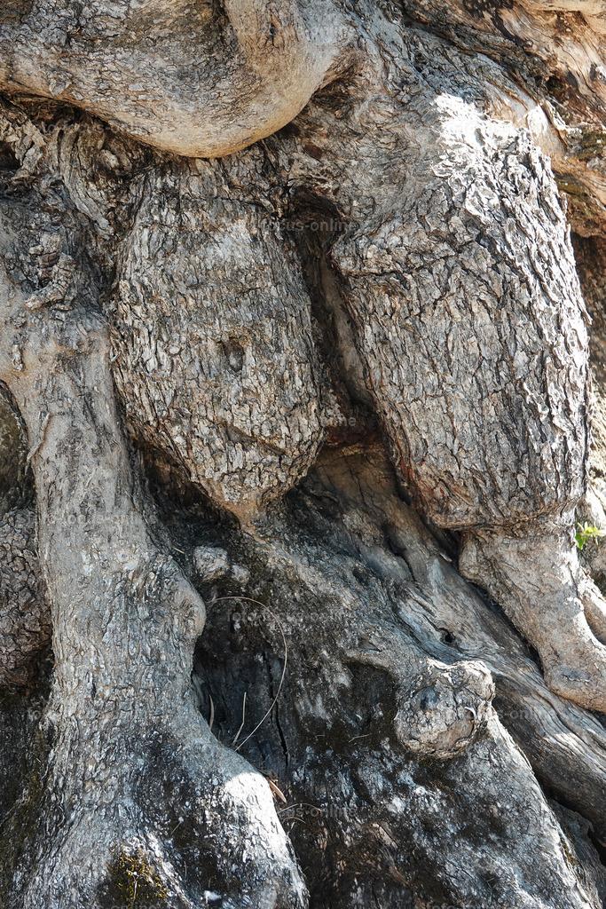 Stories of the Ancient Olive Trees | Ancient Olive Trees