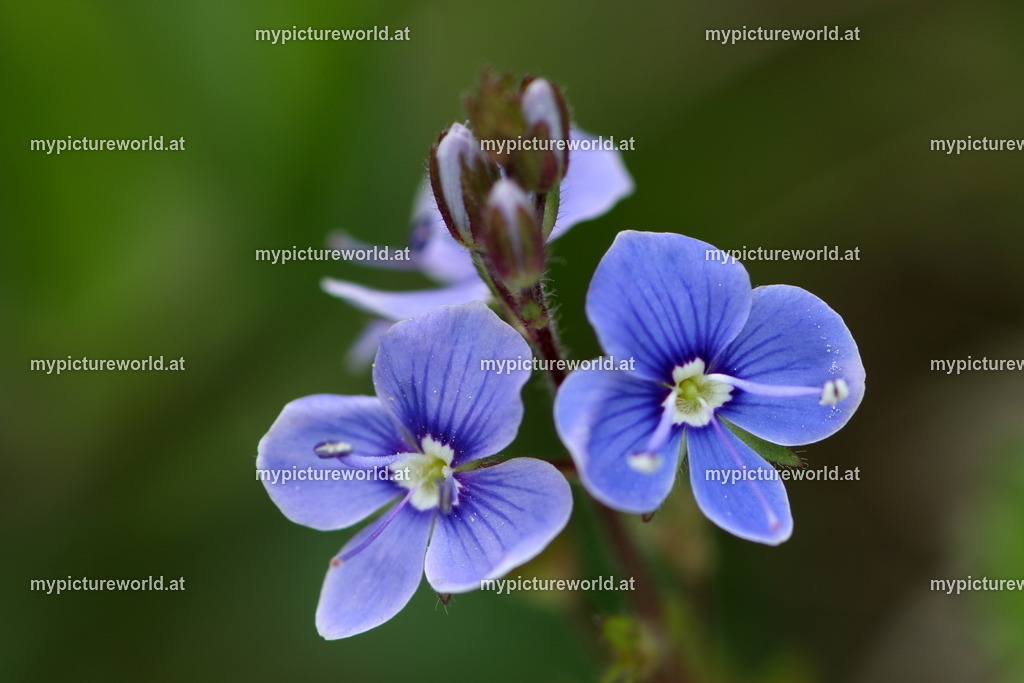 Gamander-Ehrenpreis-015 | Das Bilderarchiv über Tiere, Planzen und Landschaften. In der Bilddatenbank finden Sie ein große Auswahl an hochwertigen Bilder für Ihre Werbung - Realisiert mit Pictrs.com