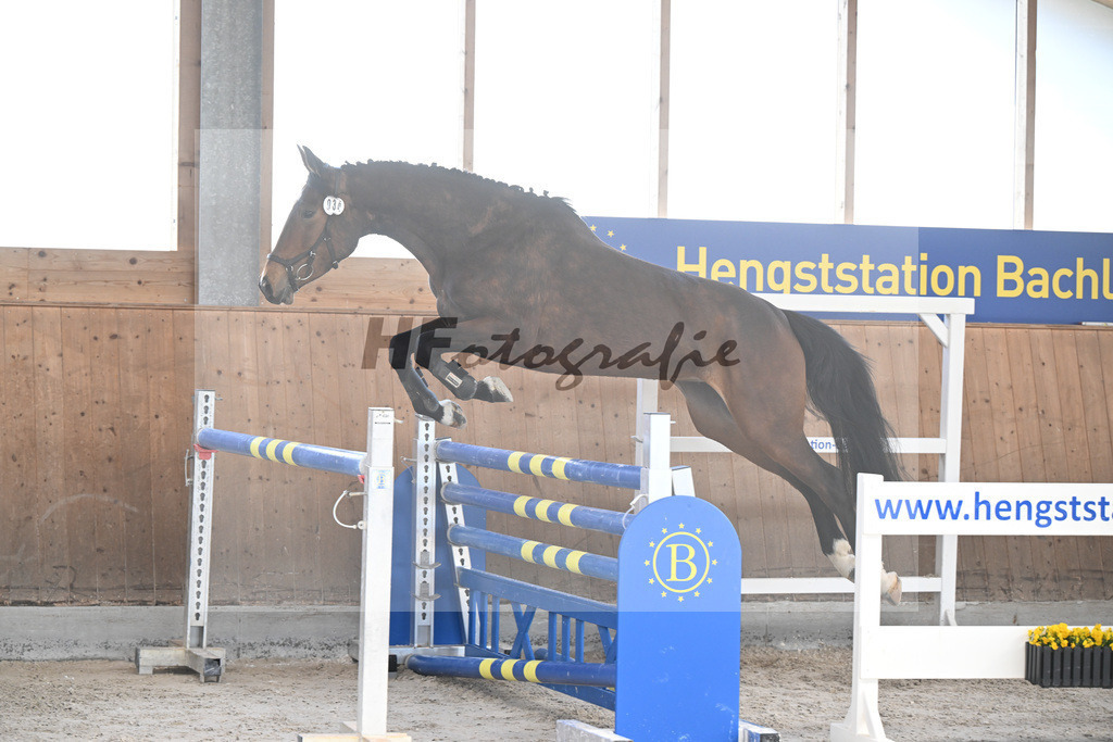 Kat-Nr. 34 Contessa v. Cullinan du Borget B_Pollnow_14261901 | hf-fotografie - Realisiert mit Pictrs.com