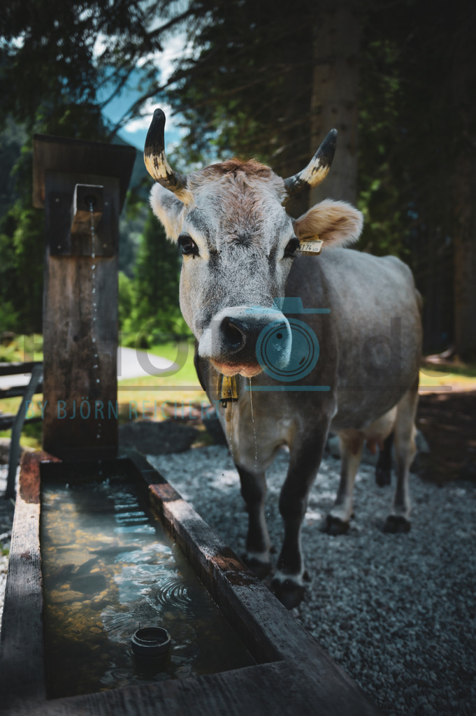 Have a drink or two | Tiere
© Björn Reichert/Bhoto.de