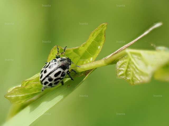 Gefleckter Weidenblattkäfer (Chrysomela vigintipunctata) | Der Gefleckte Weidenblattkäfer (Chrysomela vigintipunctata) ist ein 6–9 mm großer, leuchtend gelb-roter Blattkäfer mit bis zu 20 schwarzen Punkten. Er gehört zur Familie der Blattkäfer und lebt vor allem an Weiden und Pappeln. –  – The Spotted Willow Leaf Beetle (Chrysomela vigintipunctata) is a 6–9 mm bright yellow-red leaf beetle with up to 20 black spots. It belongs to the leaf beetle family and lives mainly on willows and poplars. - Realisiert mit Pictrs.com