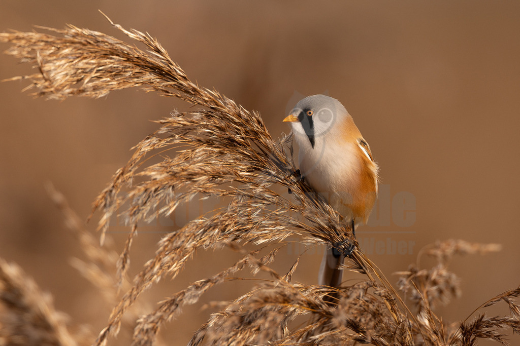 R5NF0850_20241017 | Der Bildershop von www.natur-focus.de bietet ihnen den einfachen Kauf von Bildmaterial per Download aus allen Bereichen der Natur. In den Galerien finden sie Landschaftsfotos, Tierbilder und natürlich auf Pflanzenfotos. - Realisiert mit Pictrs.com