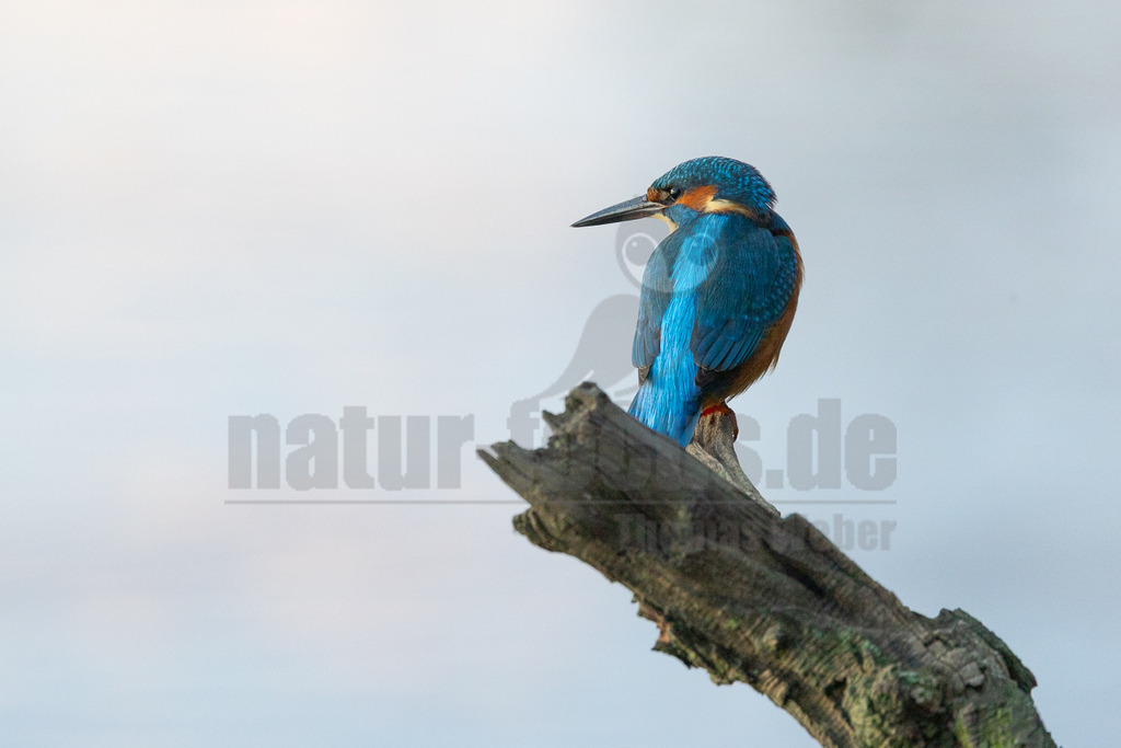 R6NF1746_20251112 | Ein farbenprächtiger Eisvogel (Alcedo atthis) sitzt auf einem kahlen, moosbewachsenen Ast und blickt nach links. Sein Rücken und Kopf sind in leuchtendem Blau gehalten, während Brust und Bauch orange-braun gefärbt sind. Der Hintergrund ist hell und unscharf, was den Fokus auf den Vogel lenkt. Es sind keine Interaktionen erkennbar. - Realisiert mit Pictrs.com