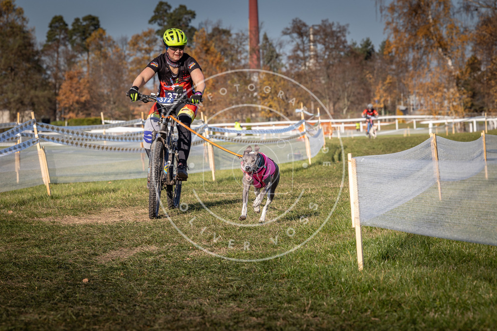 CaniXpix_0L8A6449 | Hundefotografie, Tierfotograf, Pfotenfotografie, Fotoshooting Hund, Hunde Portrait, Hundesport, Hundeportraits, Heideshooting, Hunde, Sportfotograf, Hundefotograf, Turnierhundsport, THS,  - Realisiert mit Pictrs.com