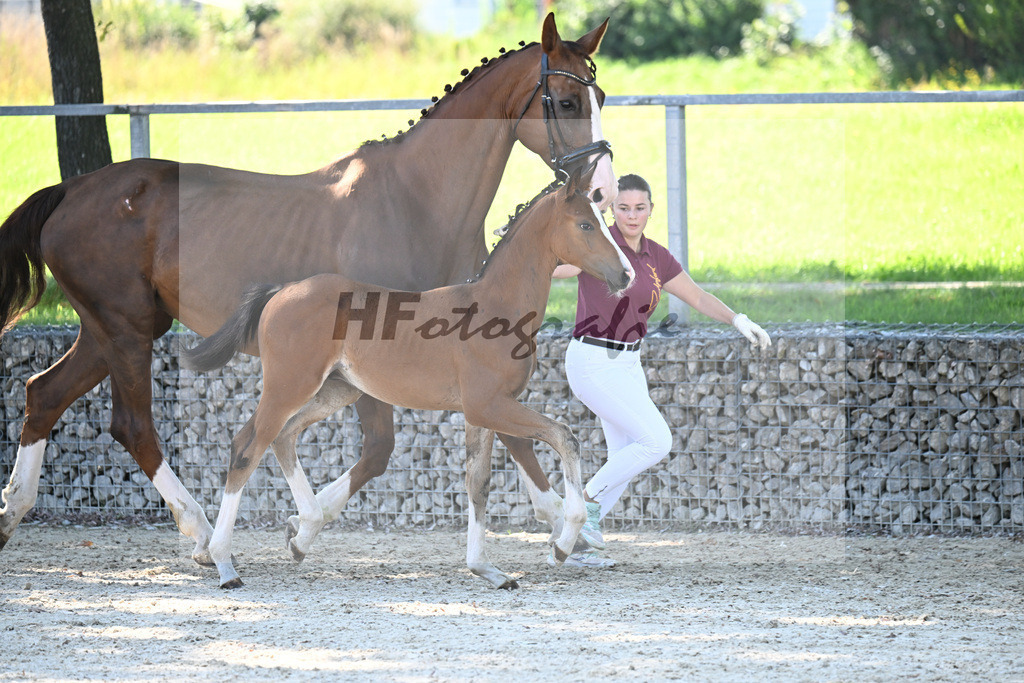 Kat-Nr. 7 Fuerst Grandios x Diamond Hit_HF_Hirschinger_26250092 | hf-fotografie - Realisiert mit Pictrs.com