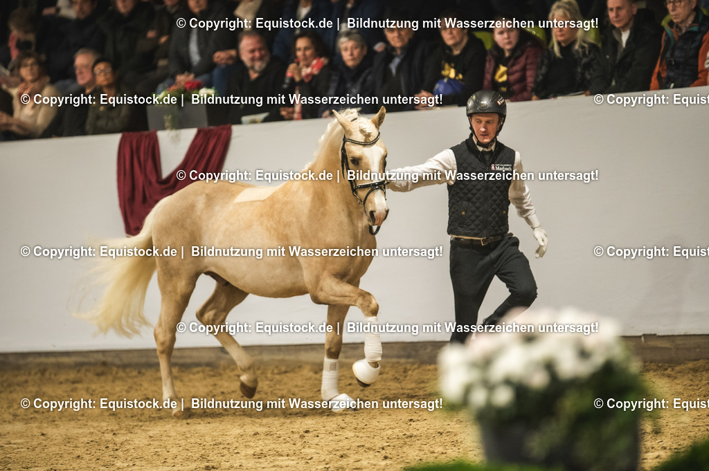 20240302_Hengstvorstellung_Marbach_TOMsPiC_0873 | equistock