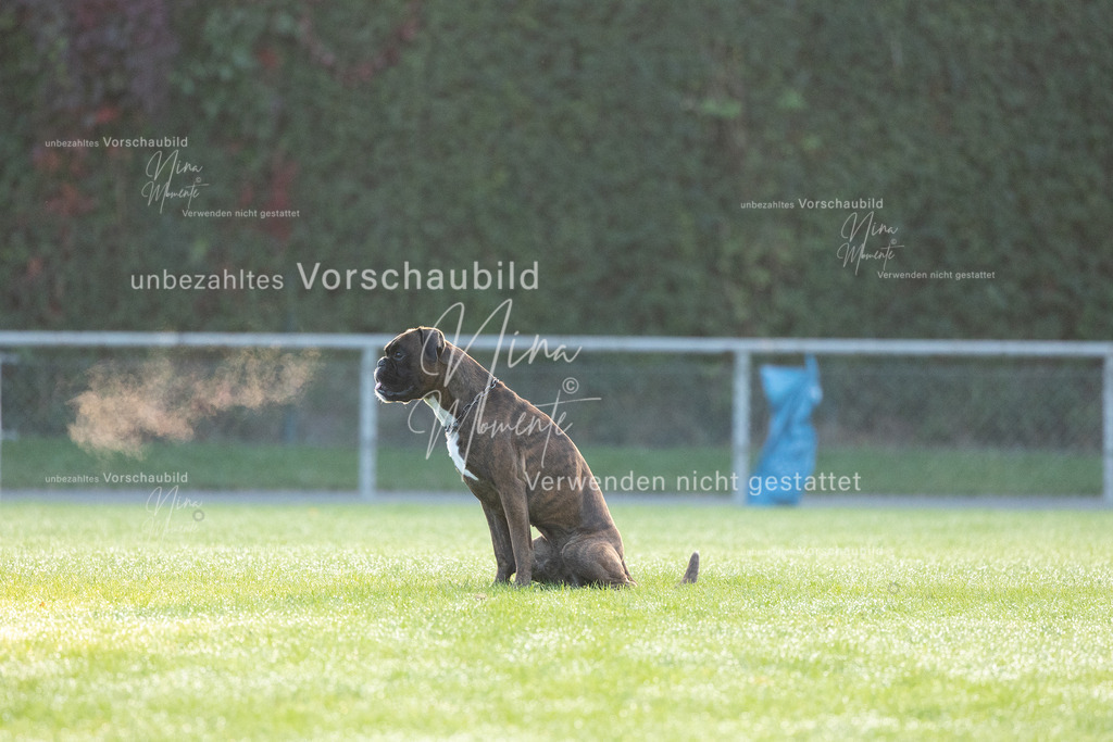 _16A5934 | Einzigartige Fotos von Hunden & Menschen –Actionfotos, Portraits, Vereinsaufnahmen & Paarshootings – authentisch, lebendig & mit Herz.