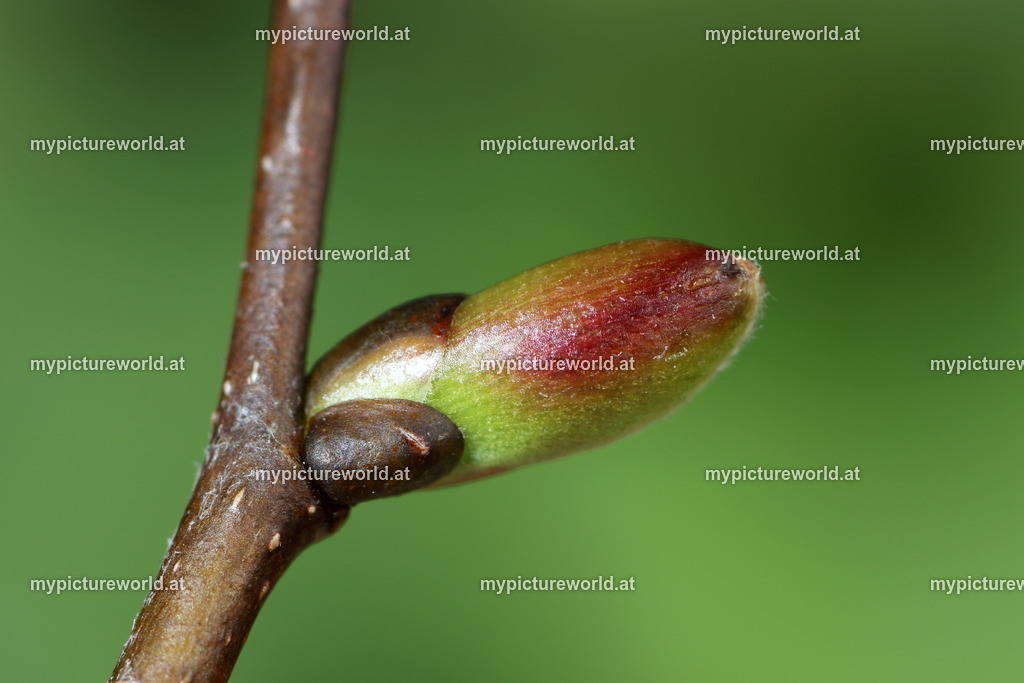 Sommerlinde-001 | Das Bilderarchiv über Tiere, Planzen und Landschaften. In der Bilddatenbank finden Sie ein große Auswahl an hochwertigen Bilder für Ihre Werbung - Realisiert mit Pictrs.com