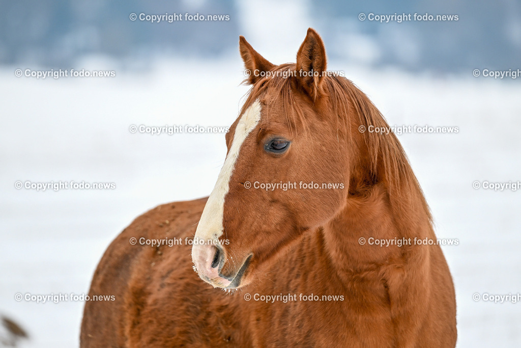 Slowakei_ Durcina_ Ranch Simba_ 06.01.2026-38 | 06.01.2026, Rajec, SVK, Themenbild, Pferde, im Bild Pferd, Pferde, Stute, Hengst, Fohlen, Quarter Horse, Ranch, Weide, Hof, Wiese, Stall, Nutztier, Tier, Winter, Schnee