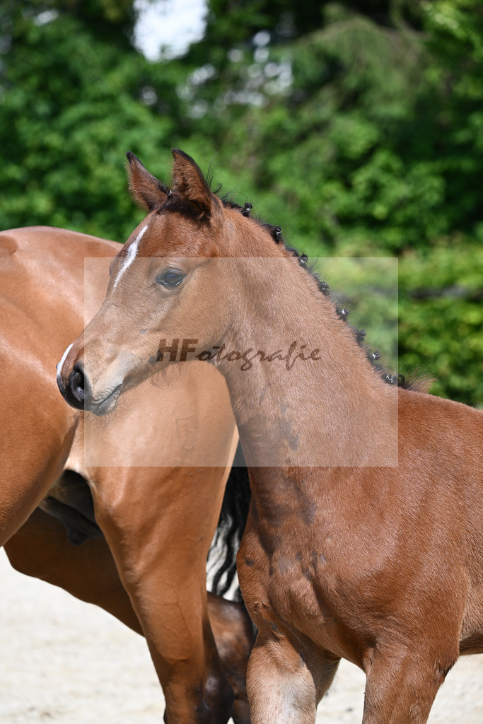 Kat-Nr. 5 HF Esmeraldo_Haarmann_15230051 | hf-fotografie - Realizzato con Pictrs.com