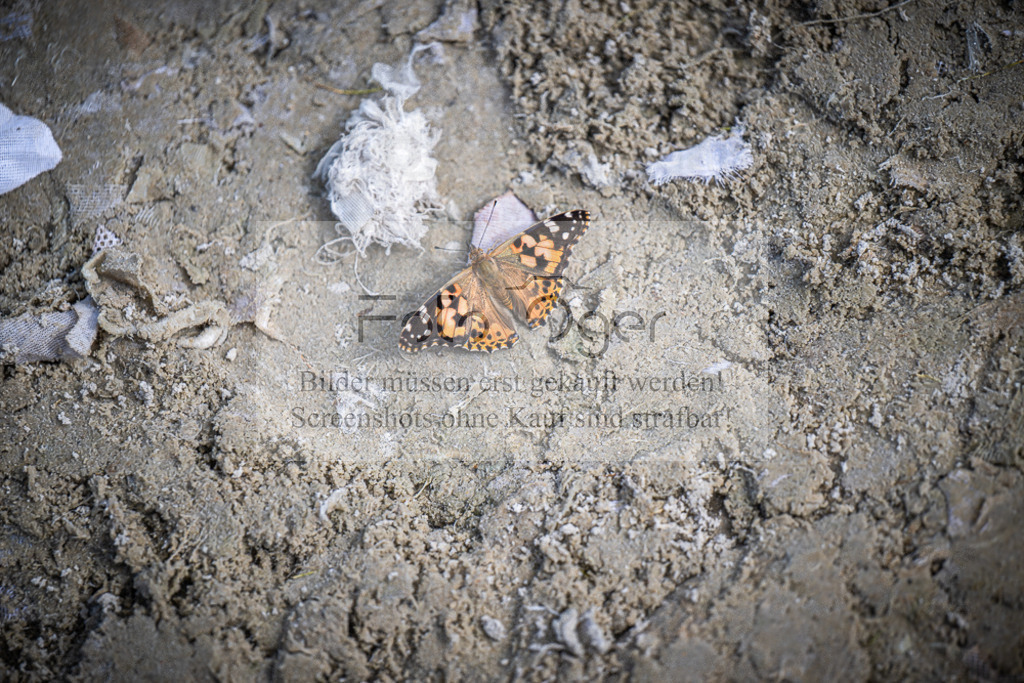 DOS_0733 | Entdecke hochwertige Reitturnierfotos von Foto Oger. Professionell, emotional und authentisch – jetzt Lieblingsmomente im Shop bestellen.Deutschlandweite Turnierfotografie. - Realisiert mit Pictrs.com