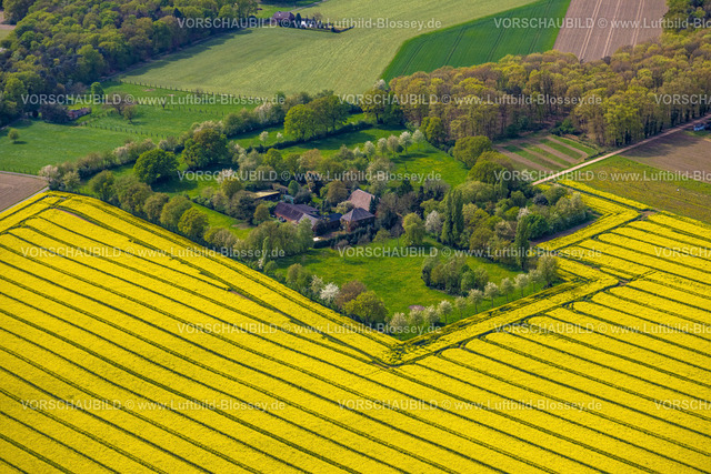 Xanten240402427MarienbaumRapsfelder | Luftbild, gelb blühende Rapsfelder am Ortsteil Marienbaum, Wohnhäuser Marienbaumer Straße und grüne Bäume, landwirtschaftliche Betriebe, Xanten, Niederrhein, Nordrhein-Westfalen, Deutschland