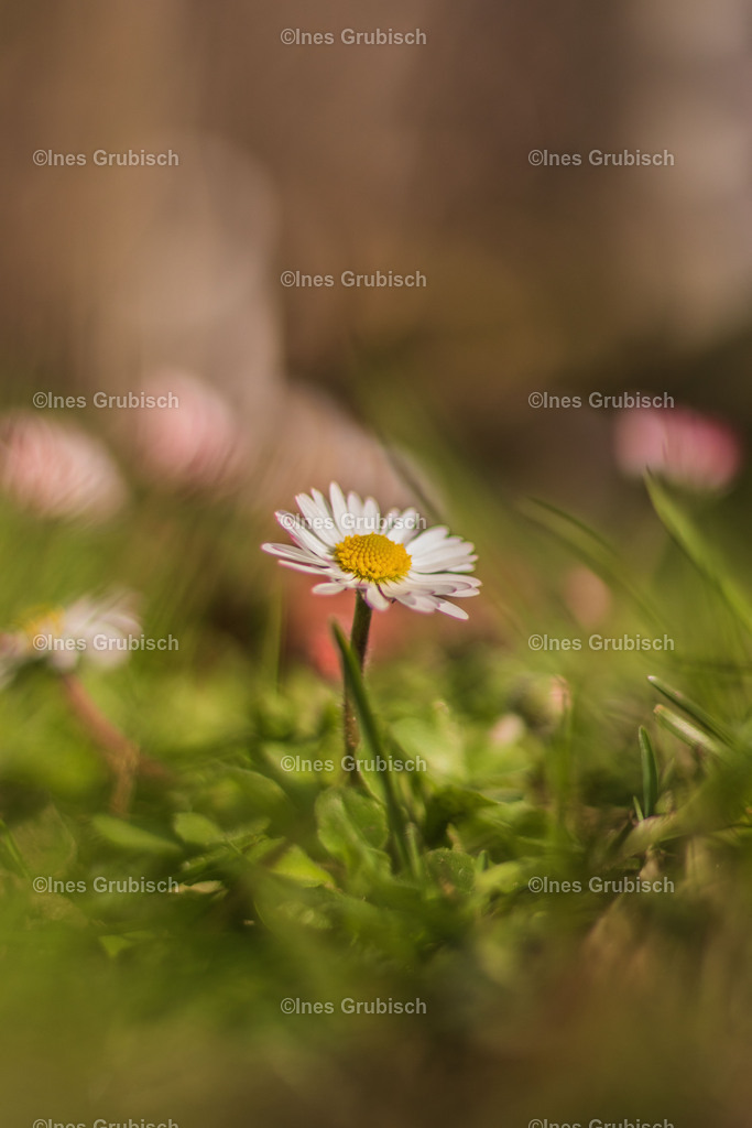 Gänseblümchen mit Bokeh | Lila Lubbenbomm - Artwork by Ines Grubisch - Realisiert mit Pictrs.com