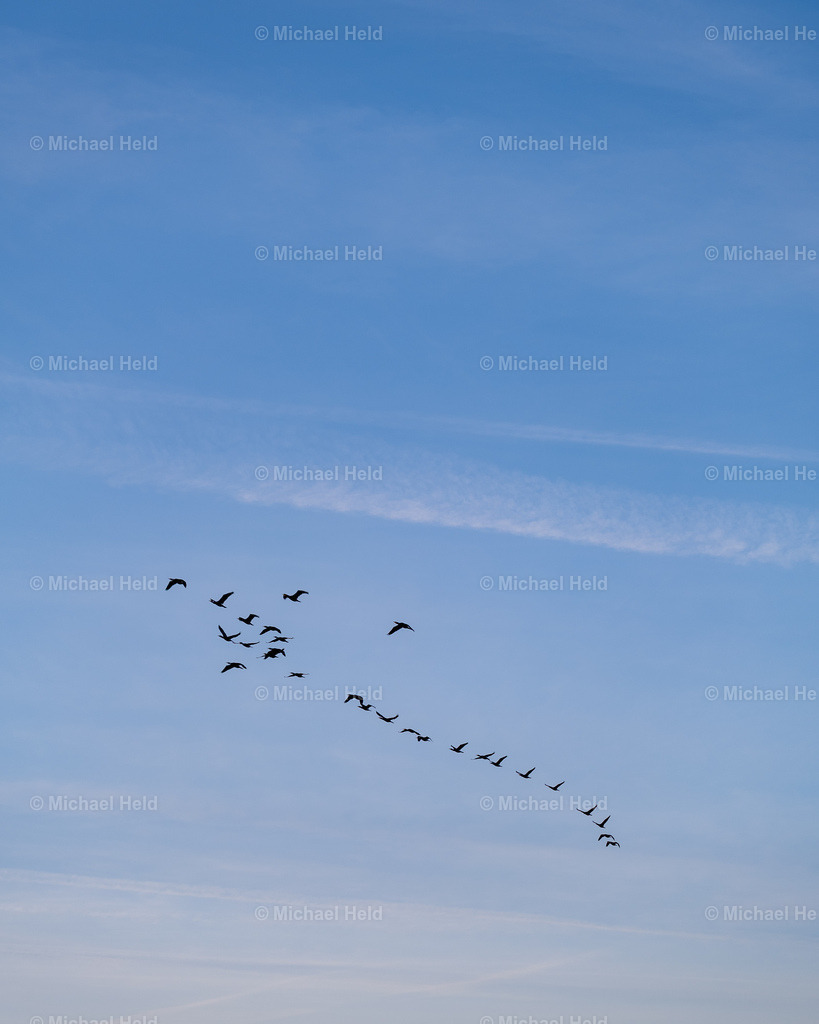 Zugvögel | Profi-Fotos über Schleswig-Holstein und dem ganzen Norden für Büro, Hotel, Ferienhaus, Ferienwohnung, Wohnzimmer, Arztpraxis uvm. jetzt bestellen. - Realisiert mit Pictrs.com