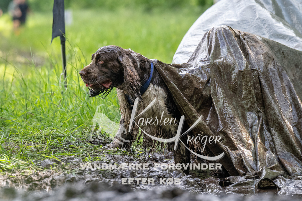 1240_ZZ92947 | kk-dogfotos