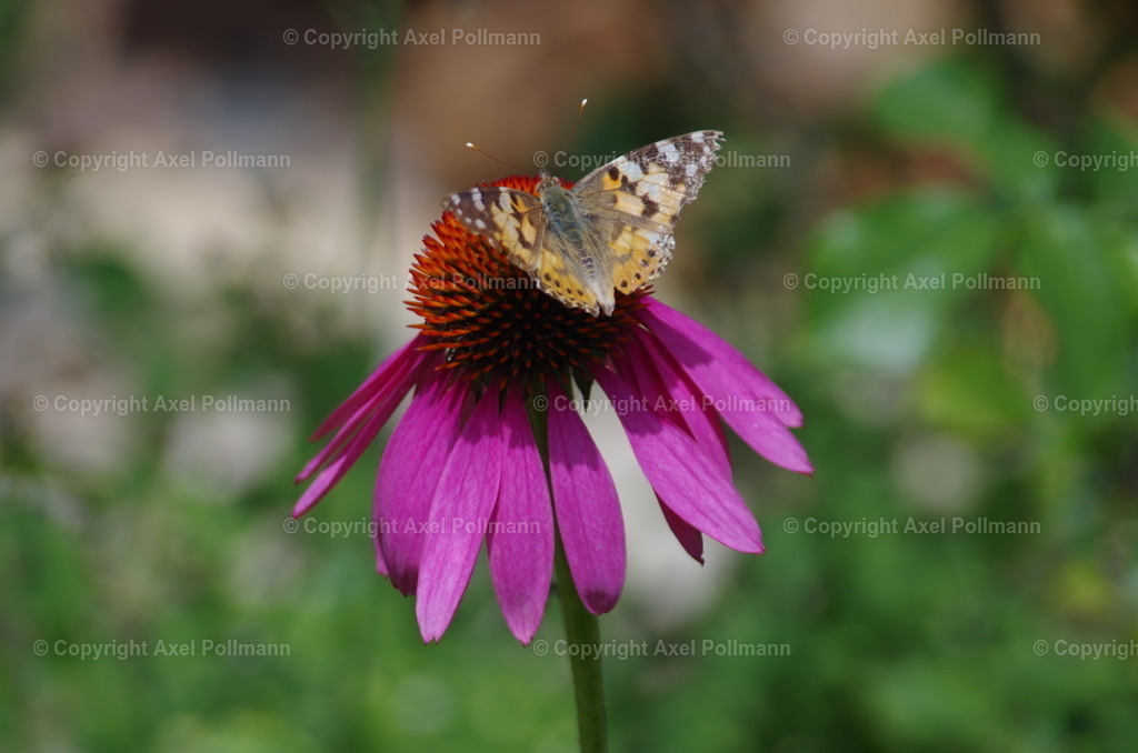 99-0-IMGP2574 | fotografiert von Axel PollmannLeonhardi Wallfahrt Benediktbeuern und Murnau, Fronleichnam, Fasching, Landschaft im Loisachtal und Benediktbeuern  - Realisiert mit Pictrs.com