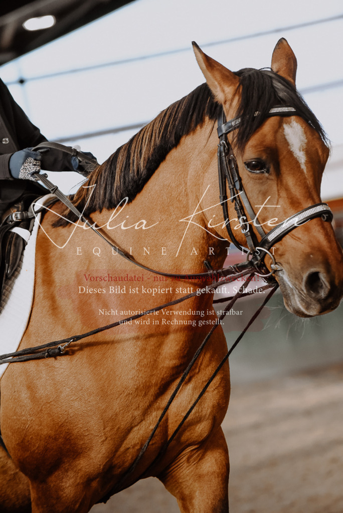 DSC_7551 | Pferde- und Turnierfotografie in Westsachsen. Pferdeportraits, Auftragszeichnungen und intuitive Kunst.